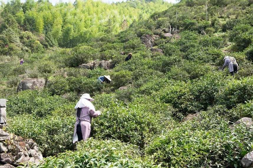 只因有茶，不停的在行走茶路