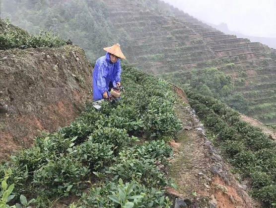 今年春茶安溪茶农都哭了