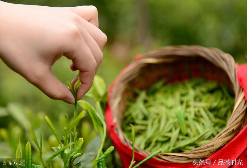 品茶时光｜爱茶，就应该习茶，而后才能知茶