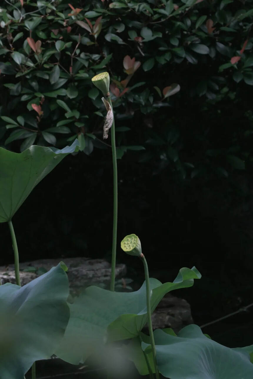 小暑节气｜一盏茗香夏日清凉