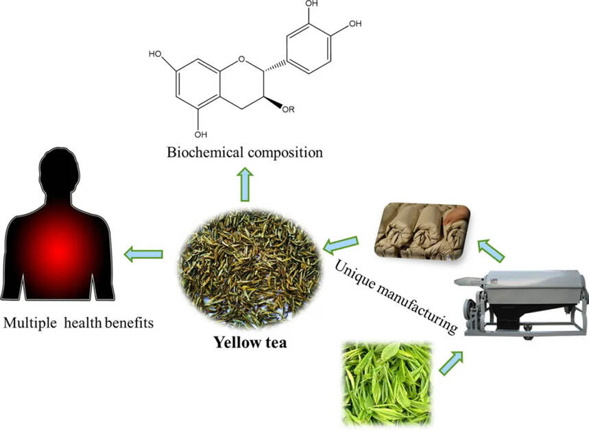 茶与健康｜黄茶功能性成分与健康功效研究进展（一）