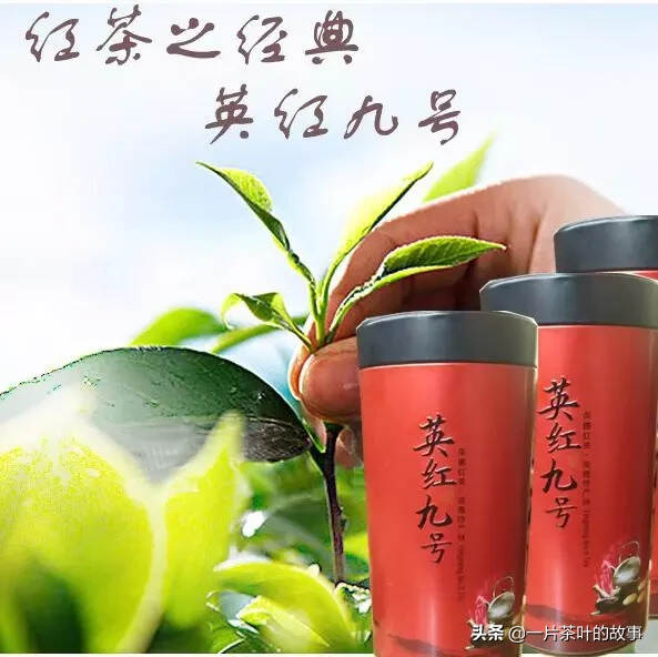 关于英德红茶，大家都了解吗？