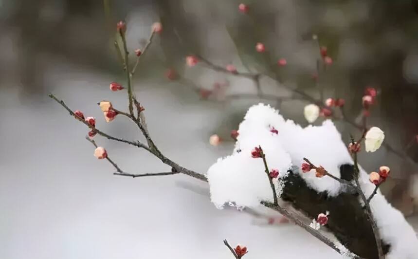 「中华茶文化」寒英煮绿尘——谈雪水沏茶