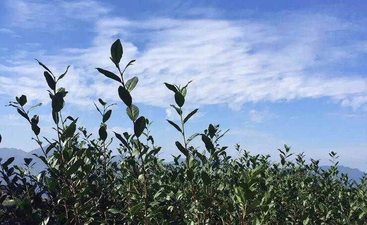 春天来了，铁观音茶园美极了