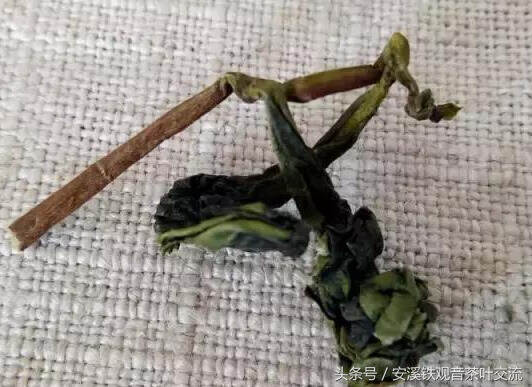 机器铁观音茶与手工铁观音茶如何区别？