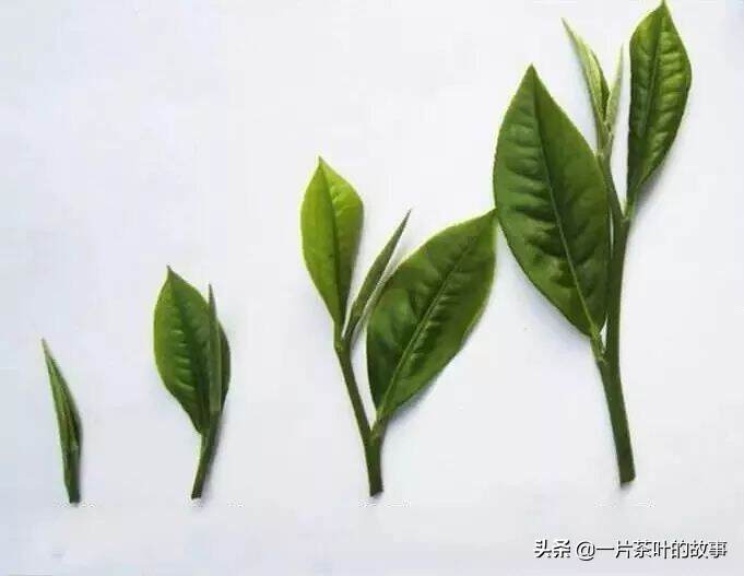 茶梗，到底是垃圾还是宝贝？