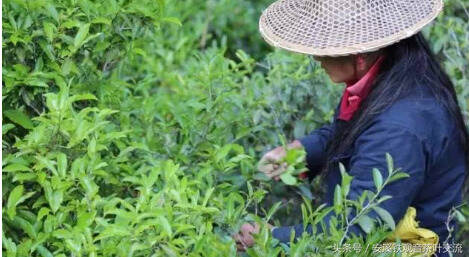 深度分析，为什么喝铁观音的人越来越少了？安溪真的没好茶了吗？