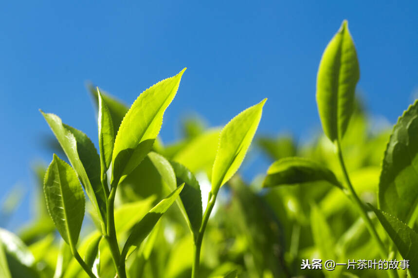 春天的第一杯茶，定是人人挂念的