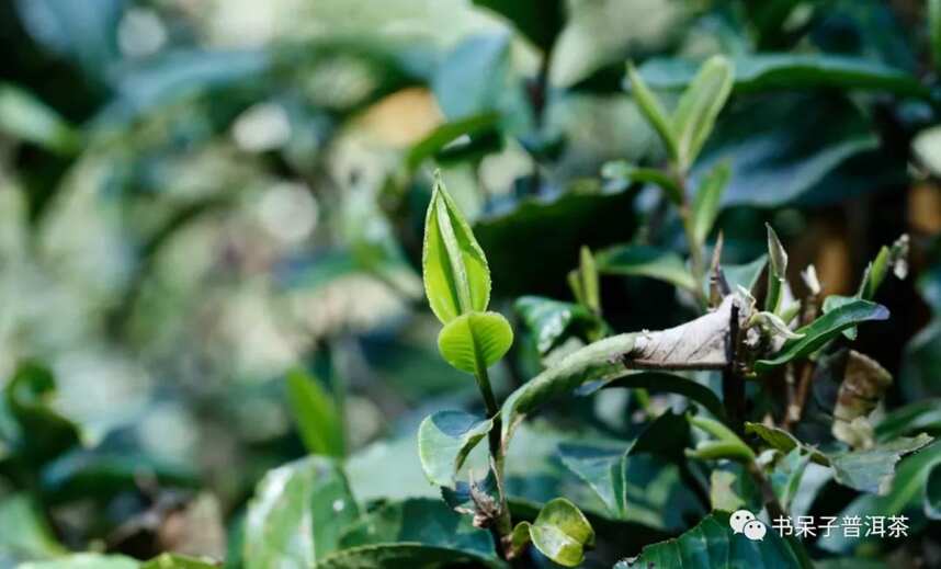 不可不知！普洱茶条索里的这些门道