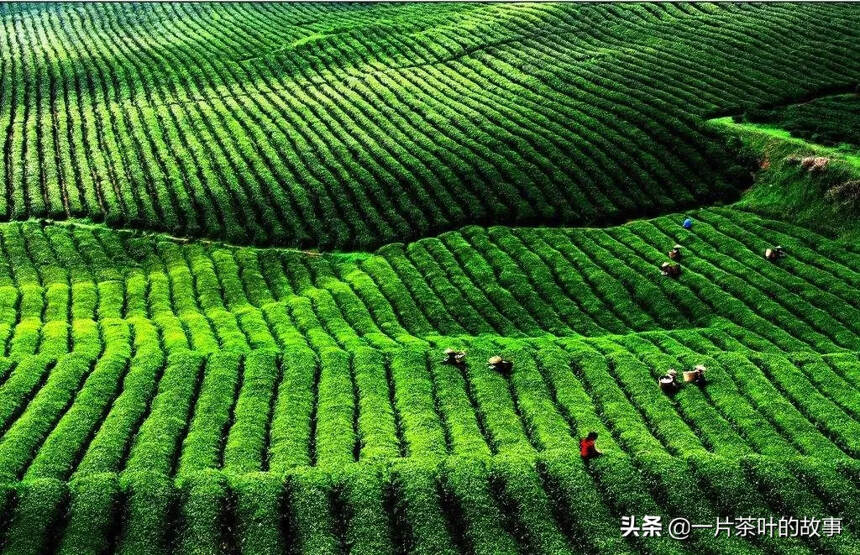 有一種期盼叫春茶