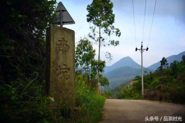 品茶时光｜凤凰单枞茶中哪个最香？