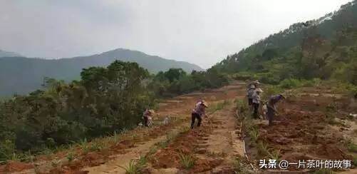 都说茶叶贵，你自己看看种茶人一天的生活吧