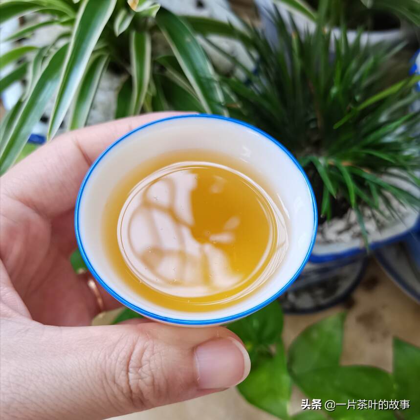 如何可以把乌龙茶喝到位