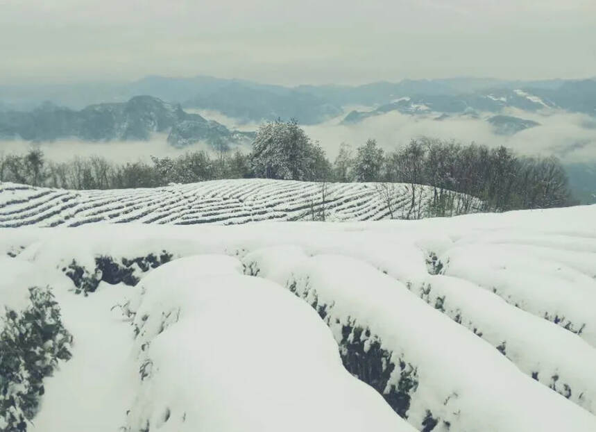 茶科技 | 寒潮来袭，茶园寒潮雪灾恢复技术措施看这里～