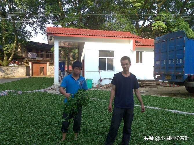 致敬十年前制茶的自己，如今以茶为生、安生立命