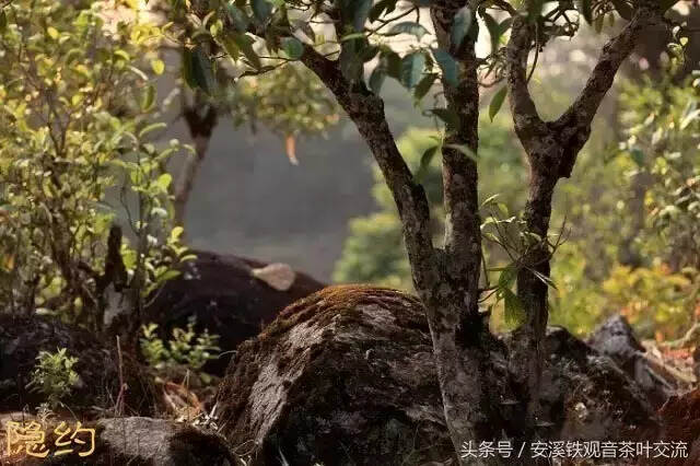 岩茶生长环境是什么样子的？带大家去看看