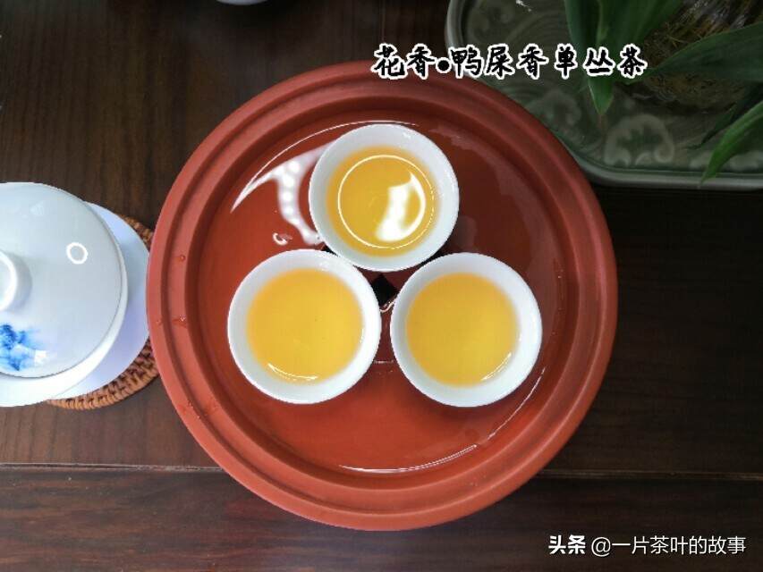 凤凰单丛鸭屎香，自然界茶香与花香最奇葩、最自然的茶香之一