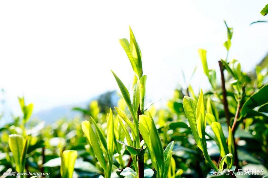 品茶时光｜春茶好还是秋茶好 秋茶和春茶的区别介绍