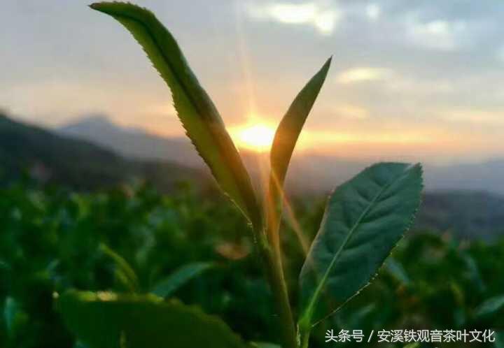 香气高长，要好喝，秋白露（秋茶）