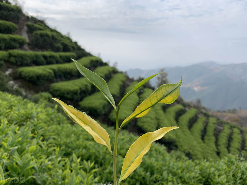 喝茶的几个基本常识，你知道几个？