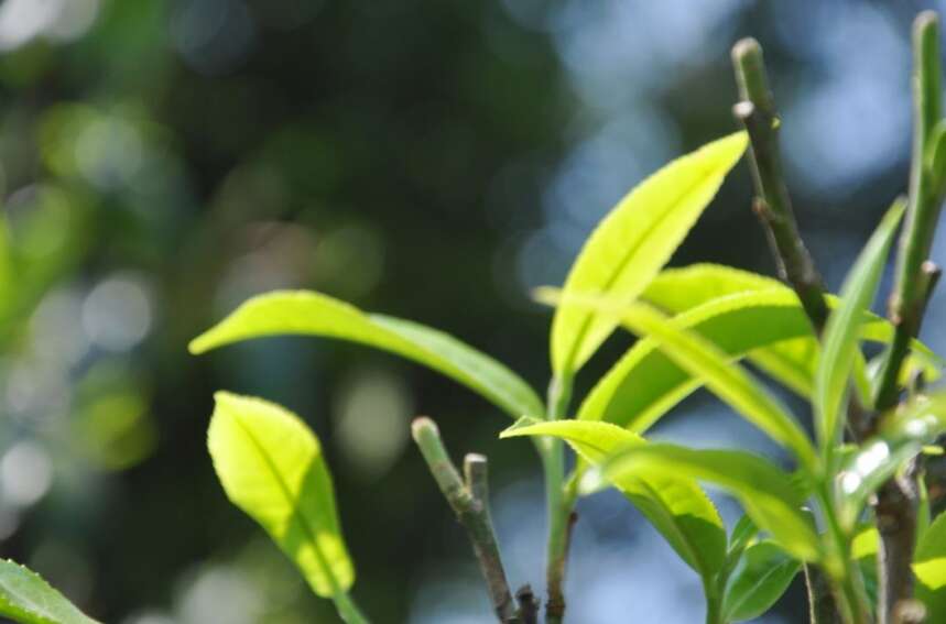 明前茶好在哪？喝茶的人都要懂