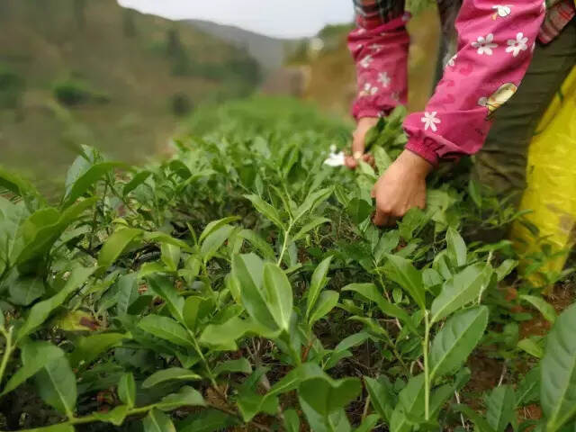 曾经我们的铁观音是什么样的味道？