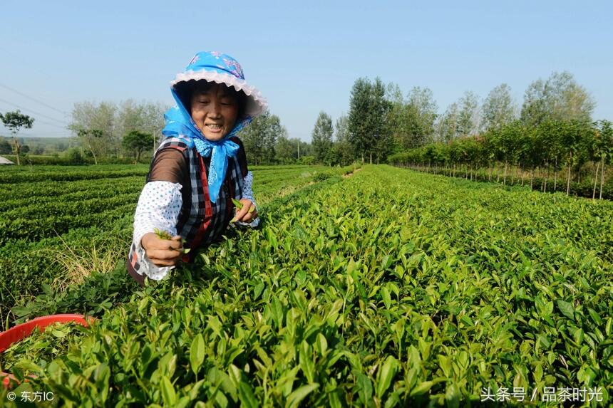 品茶时光｜福建名茶之金骏眉