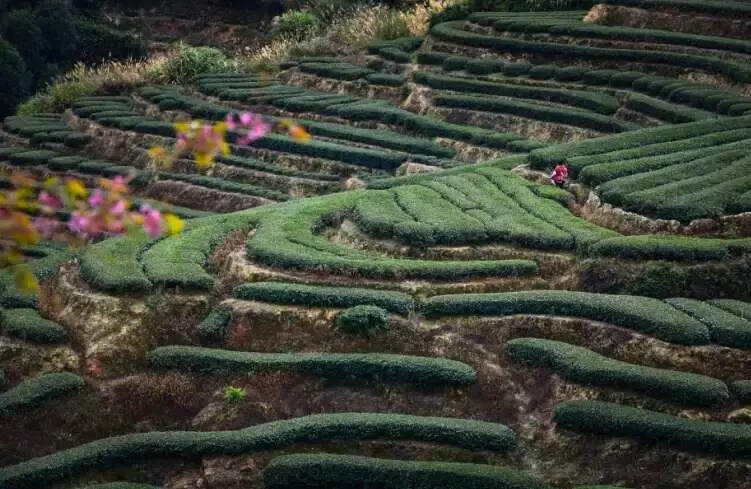 安溪铁观音茶树的萌芽