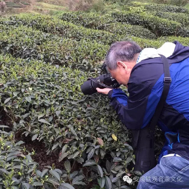 安溪访茶，我醉在茶乡