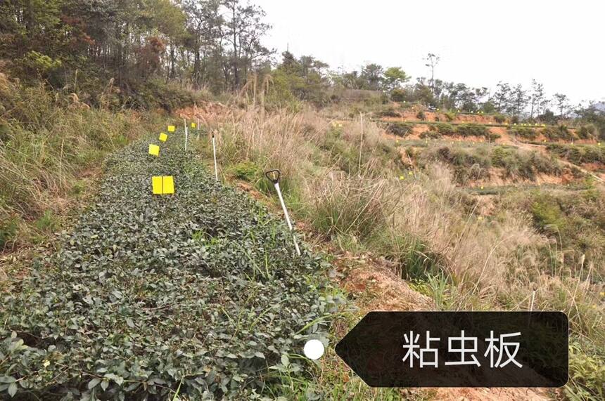 为什么我推荐你喝「有机茶」！