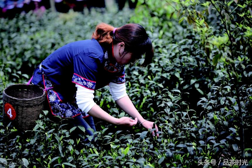 品茶时光｜福鼎白茶与政和白茶的区别