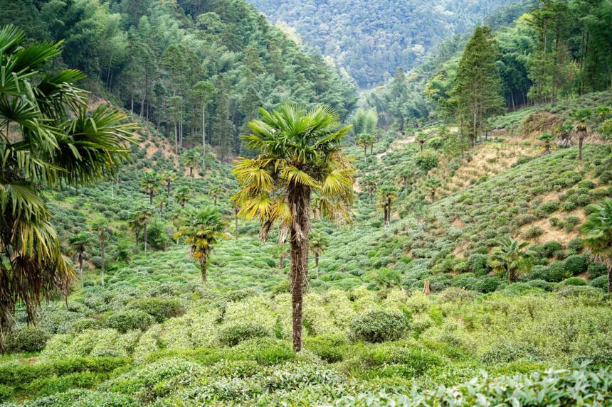 小满时节，茶香盈袖