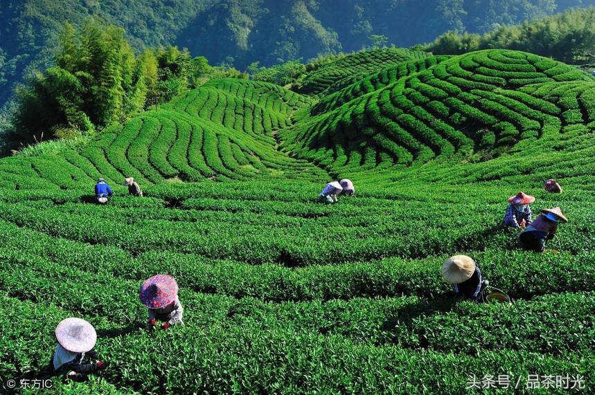 品茶时光｜茶园水分管理的重要性