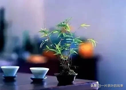 武夷岩茶、大红袍是拼配的好？还是单品好？