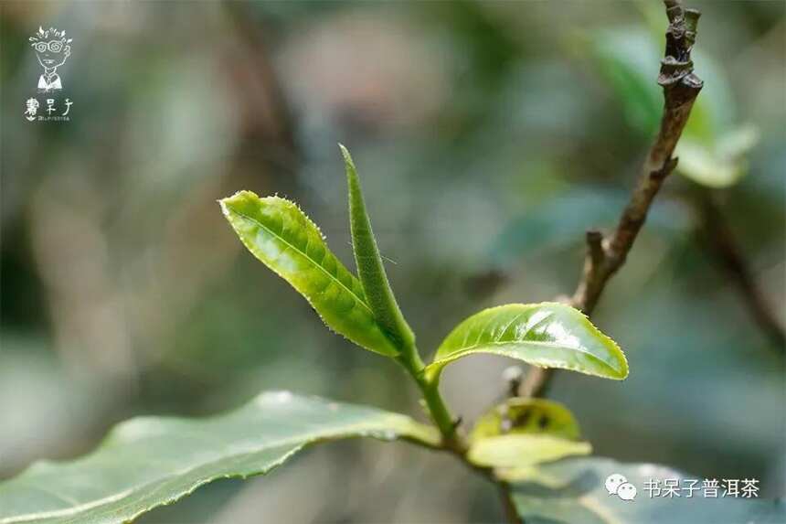 茶山行 | 曼秀、落水洞、麻黑， 3寨连走，总有一个地方给你惊喜