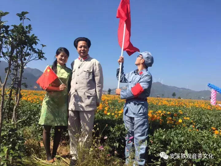 铁观音茶园格桑花开