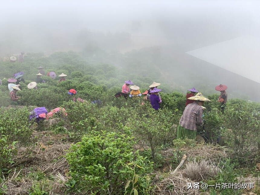 凤凰单丛｜鸭屎香名字的由来