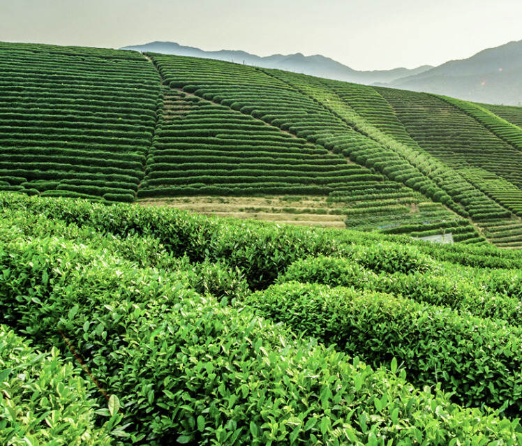 英红九号是哪里的茶？