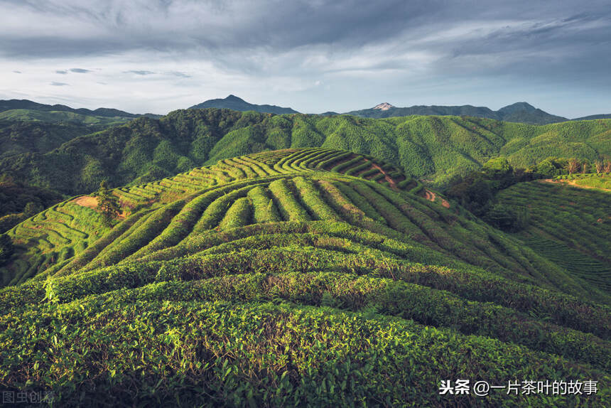 适宜茶树生长的自然条件