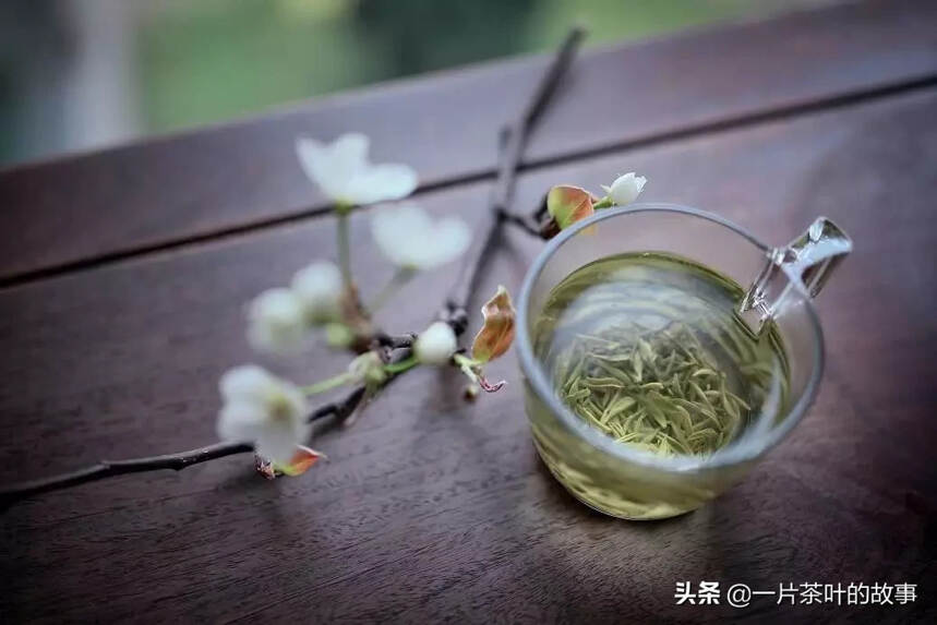 今日春分 | 一半春天一半茶，春色的一半是茶色！