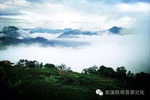 秋茶雨贵如茶油