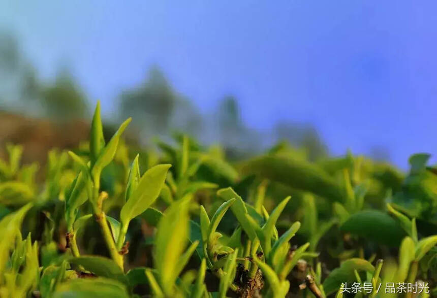 品茶时光｜丨趁春茶到来之时，赶紧了解一下“春茶”单丛