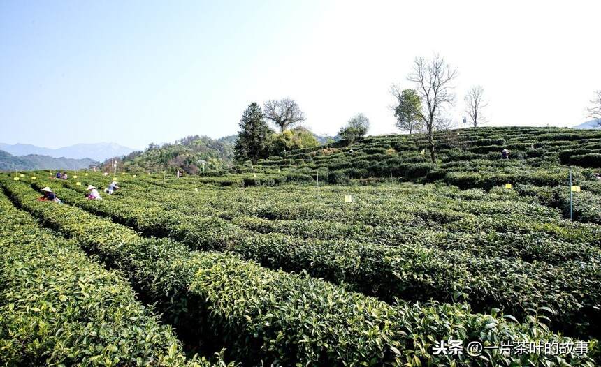 祁门红茶自古深受喜爱，诗云“祁红特绝群芳最，清誉高香不二门”