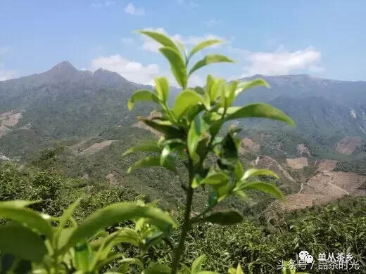 品茶时光｜单丛水仙茶，一款真正的好茶