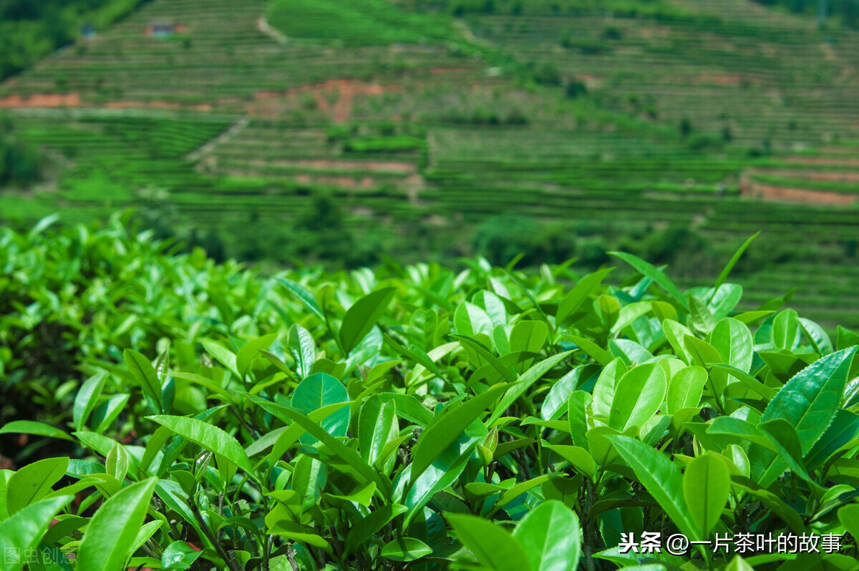 高山茶与平地茶的甄别