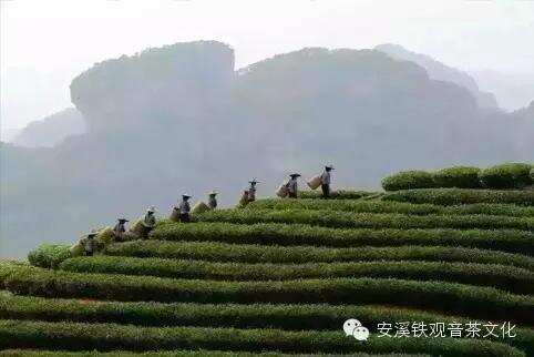 春季釆茶的工艺