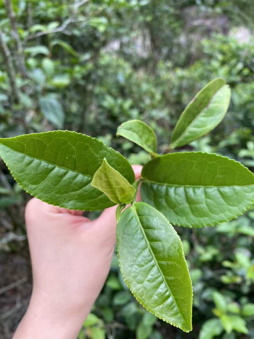 如果无法去往远方，不如就在一盏茶中寻找旅行的心情