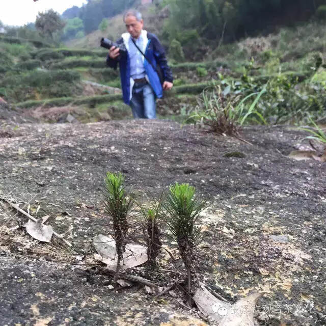 安溪访茶，我醉在茶乡