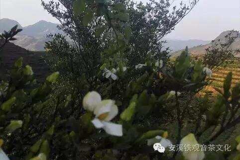 茶园里的栀子花