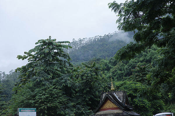 「游记」书呆子2019秋茶茶山行第二站景迈山